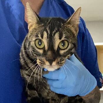 Rescue Bengal Cats for Adoption in Greenville, South Carolina - Ava | PetCurious