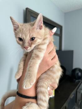 Rescue Domestic Short Hair Cats for Adoption in Fayetteville, Tennessee - Wala | PetCurious