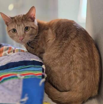 Domestic Short Hair Cats Available for Adoption in Viroqua, Wisconsin - Ginger | PetCurious