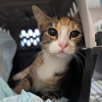 Domestic Short Hair Cats Available for Adoption - Patches | PetCurious