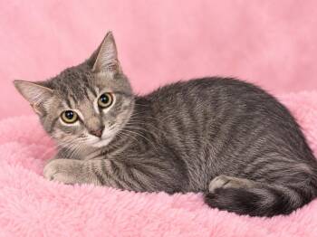 Max -  Domestic Short Hair Cat for Adoption in Valdosta, Georgia - Max | PetCurious