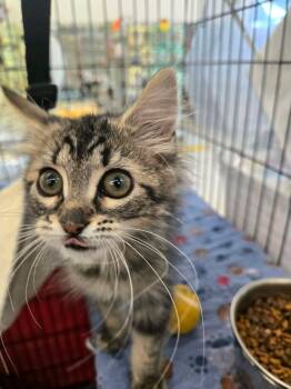 Roll -  Domestic Long Hair Cat for Adoption in Greenwood, Indiana - Roll | PetCurious