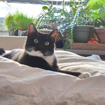 Sylvester 2 -  Domestic Short Hair Cat for Adoption - Sylvester 2 | PetCurious