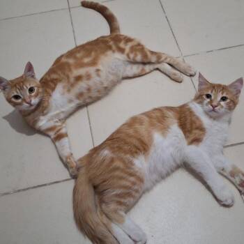 Egyptian Mau Cats Available for Adoption in Brampton, Ontario - Tofy 3 Legs And Assal | PetCurious