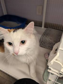 Purrsephone -  Domestic Long Hair Cat for Adoption in Vancouver, Washington - Purrsephone | PetCurious