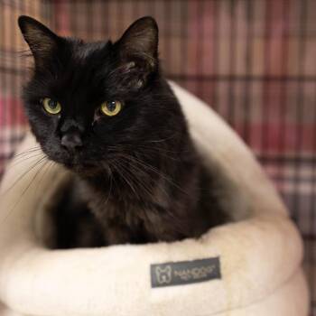 26-277 Sheba -  Domestic Long Hair Cat for Adoption in North Branford, Connecticut - 26-277 Sheba | PetCurious