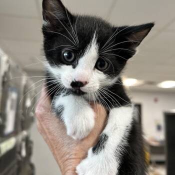 Domestic Short Hair Cats Available for Adoption in Newark, New Jersey - Scrabble | PetCurious