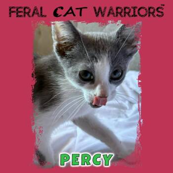Percy -  Domestic Short Hair Cat for Adoption in Kingman, Arizona - Percy | PetCurious