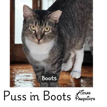 Puss n Boots (Boots) -  Domestic Short Hair and Tabby Cat for Adoption in Dallas, Texas - Puss N Boots (Boots) | PetCurious