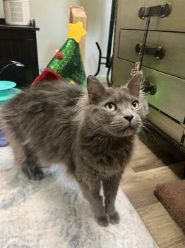 Rescue Domestic Long Hair Cats for Adoption in Glen Raven, North Carolina - PETER (Shamus) - Bonded With Amani (Darby) | PetCurious