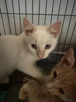 Domestic Short Hair Cats Available for Adoption in West Mifflin, Pennsylvania - Izzie Stevens | PetCurious