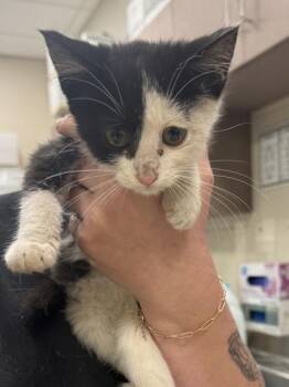 O`Reilly -  Domestic Short Hair Cat for Adoption in Fishers, Indiana - O`Reilly | PetCurious