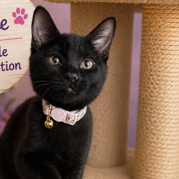 Richelle -  Domestic Short Hair Cat for Adoption in Antioch, California - Richelle | PetCurious