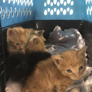Faith -  Domestic Short Hair Cat for Adoption in Brentwood, Missouri - Faith | PetCurious