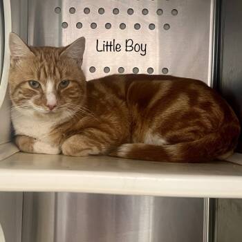Rescue Domestic Medium Hair Cats for Adoption in Madisonville, Tennessee - Little Boy | PetCurious