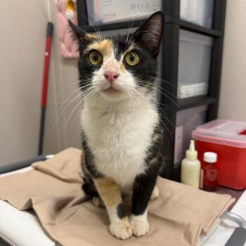 Tootsie -  Domestic Short Hair Cat for Adoption in Morganton, North Carolina - Tootsie | PetCurious