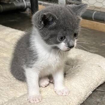 Kernel in Stevensville, MD -  Domestic Short Hair Cat for Adoption - Kernel In Stevensville, MD | PetCurious