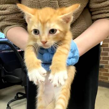 Jeff -  Domestic Short Hair Cat Available for Adoption in Birmingham, Alabama - Jeff | PetCurious