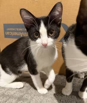 Rescue Domestic Short Hair Cats for Adoption in Fort Worth, Texas - Yoda (pre-adopt) | PetCurious