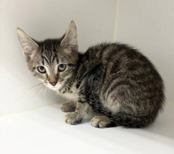 Domestic Short Hair Cats Available for Adoption in Rochester, Indiana - Higgins | PetCurious