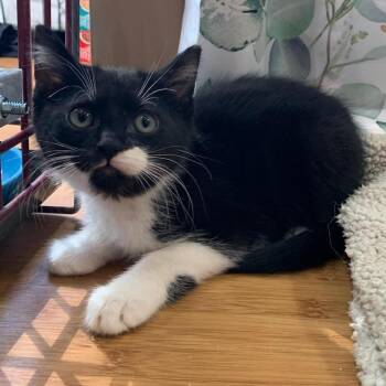 Oreo -  Domestic Short Hair Cat for Adoption in Danbury, Connecticut - Oreo | PetCurious