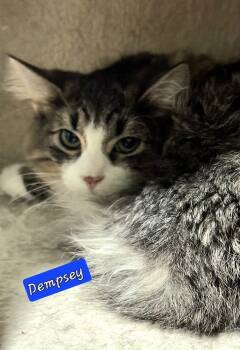 Rescue Domestic Long Hair Cats for Adoption in Jessup, Maryland - Dempsey | PetCurious