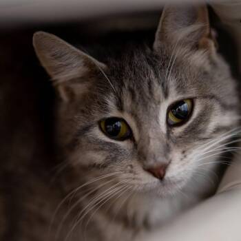 Drew Hairymore -  Domestic Short Hair Cat for Adoption in Brighton, Missouri - Drew Hairymore | PetCurious