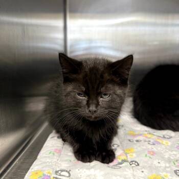 Mars -  Domestic Medium Hair Cat for Adoption in Belfair, Washington - Mars | PetCurious