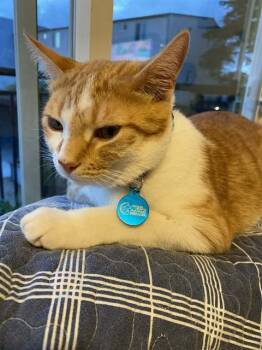 Domestic Short Hair Cats Available for Adoption - TONY | PetCurious