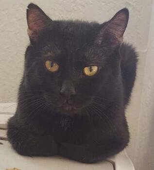 Viper -  Domestic Short Hair Cat Available for Adoption in Dayton, Minnesota - Viper | PetCurious
