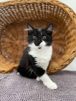 Harry -  Domestic Long Hair and Domestic Short Hair Cat for Adoption in Bowling Green, Kentucky - Harry | PetCurious