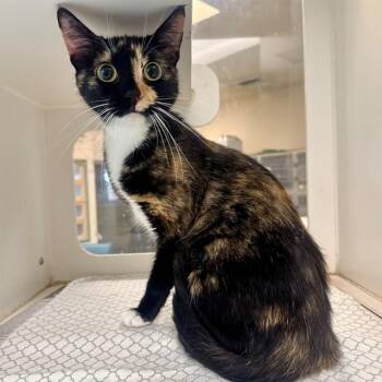 MILA -  Domestic Short Hair Cat for Adoption in Riverside, California - MILA | PetCurious