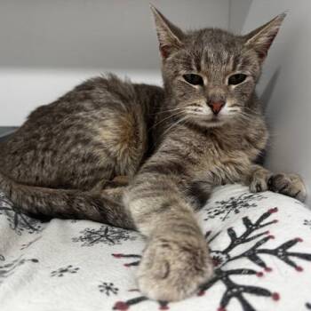 Extra Toes Cat Hemingway Polydactyl Cats Available for Adoption in Defiance, Ohio - Lyla | PetCurious