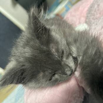 Rescue Domestic Long Hair Cats for Adoption in Pleasanton, California - Robin | PetCurious