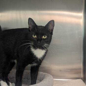Lily -  Domestic Short Hair Cat for Adoption in Fenton, Michigan - Lily | PetCurious