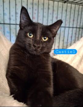 Castiel -  Bombay and Domestic Short Hair Cat for Adoption in Wyandotte, Michigan - Castiel | PetCurious