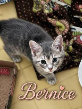 Bernice (FCID# 06/08/2026 - 82) C -  Tabby Cat for Adoption in Greenville, Delaware - Bernice (FCID# 06/08/2026 - 82) C | PetCurious