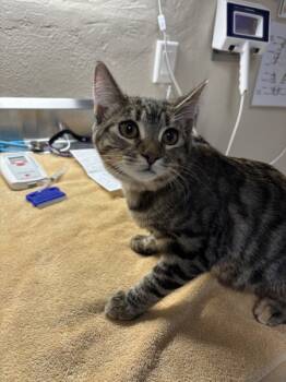 Rescue Domestic Short Hair Cats for Adoption in Sherwood, Oregon - Princess Donut | PetCurious