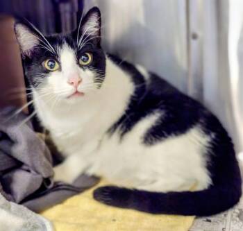 Rescue Domestic Medium Hair and Domestic Short Hair Cats for Adoption in Houston, Texas - DOWNWARD FACING DOG | PetCurious