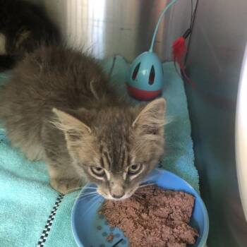 Matthew -  Domestic Medium Hair Cat for Adoption in Burlington, Ontario - Matthew | PetCurious