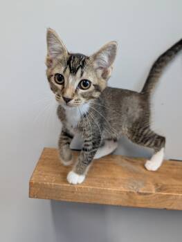 Aladdin -  Domestic Short Hair Cat for Adoption in Cape Girardeau, Missouri - Aladdin | PetCurious