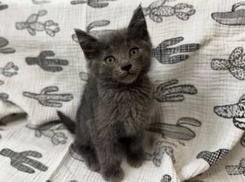 Domestic Medium Hair Cats Available for Adoption in Moreno Valley, California - CALLIOPE | PetCurious