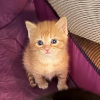 Timmy Brisby -  Domestic Short Hair Cat for Adoption in Chattanooga, Tennessee - Timmy Brisby | PetCurious