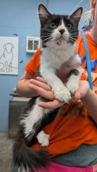 Endora -  Domestic Medium Hair Cat for Adoption in Evansville, Indiana - Endora | PetCurious