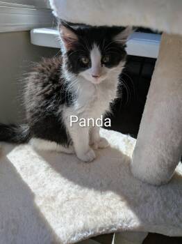 Domestic Long Hair Cats Available for Adoption in Naugatuck, Connecticut - Skunk | PetCurious