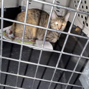 Domestic Short Hair Cats Available for Adoption in Columbus, North Carolina - Rosanne | PetCurious
