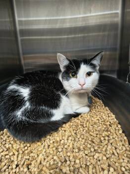 Tizzie -  Domestic Short Hair Cat for Adoption in Maryville, Tennessee - Tizzie | PetCurious