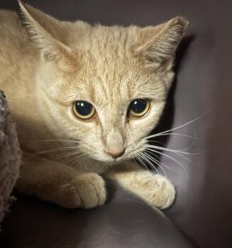 Sandy -  Domestic Short Hair Cat for Adoption in Golden, Colorado - Sandy | PetCurious