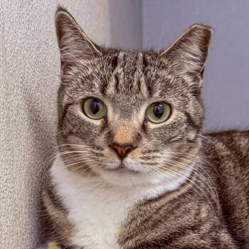Lucinda -  Domestic Short Hair Cat Available for Adoption in Stamford, Connecticut - Lucinda | PetCurious