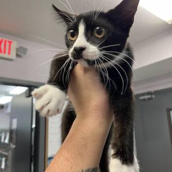 Dinah -  Domestic Short Hair Cat for Adoption in Port Charlotte, Florida - Dinah | PetCurious